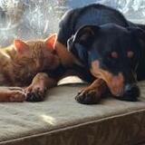 Entry image for Ginger and Sadie