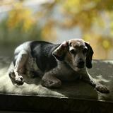 Entry image for Flash