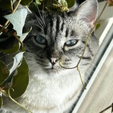 Entry image for Chrissy