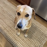 Entry image for Jolene