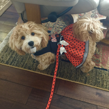 Entry image for Lucy In The Sky With Diamonds