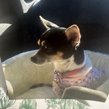 Entry image for Daisy