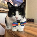 Entry image for Jojo