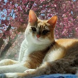 Entry image for Thor