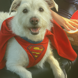 Entry image for Marshmallow 