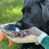 Entry image for Larry