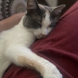 Entry image for Hazel