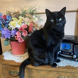 Entry image for Fabian