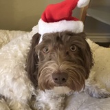 Entry image for Babalu