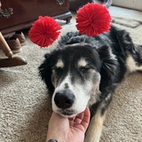 Entry image for Cali