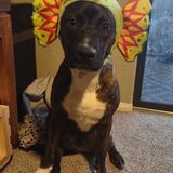 Entry image for Fester