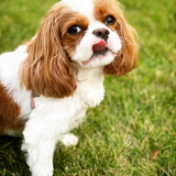 Entry image for Rosie