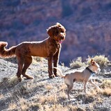 Entry image for Olly and Fergus