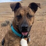 Entry image for Winston