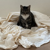 Entry image for Sneakers