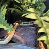 Entry image for Dandelion