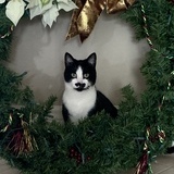 Entry image for Marlowe