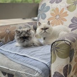 Entry image for Allison and Marshmallow