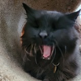 Entry image for Maizy Jane Kennet