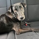 Entry image for Scout