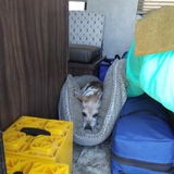 Entry image for Niko