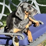 Entry image for Creole