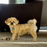 Entry image for Stewie G