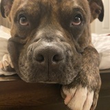 Entry image for Tiger