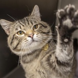 Entry image for Sebastian