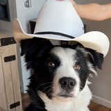 Entry image for Julius