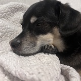 Entry image for Louie