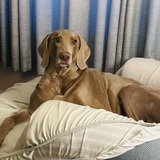 Entry image for Trout 