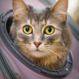 Entry image for Journey