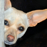 Entry image for Rosey