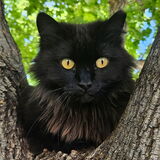 Entry image for Panther