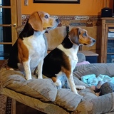 Entry image for Lily and Jessie