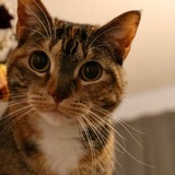 Entry image for Momo