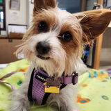 Entry image for SHAYNA