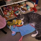 Entry image for Reba