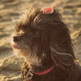 Entry image for Gypsy