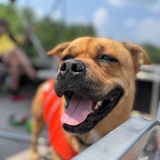 Entry image for Oscar