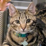 Entry image for Teddy