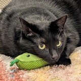 Entry image for Mindy