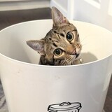 Entry image for Teddy