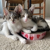 Entry image for Barley & Hops