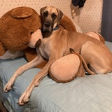 Entry image for Dash