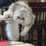 Entry image for Odin