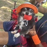 Entry image for Oreo