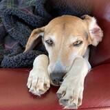 Entry image for Bogey