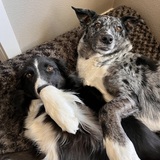 Entry image for Scout & Luna